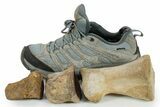 Composite Fossil Hadrosaur Toe (II - , & ) - Montana #352098-6